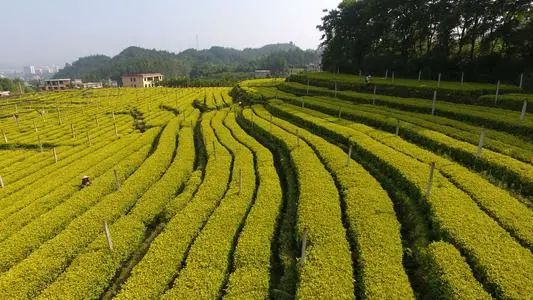 史上最经典的绿茶,二十年前十大绿茶排行榜前十名