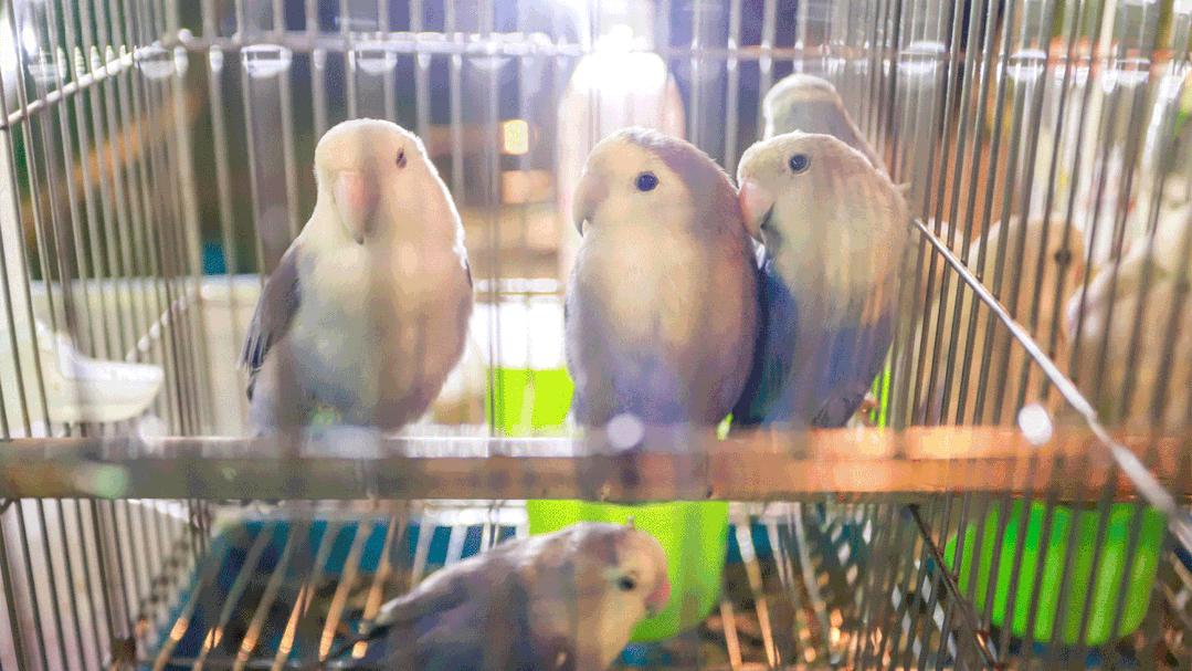 徐州宠物市集太好逛了！别走开，“立冬暖食市集”周末喷香开市