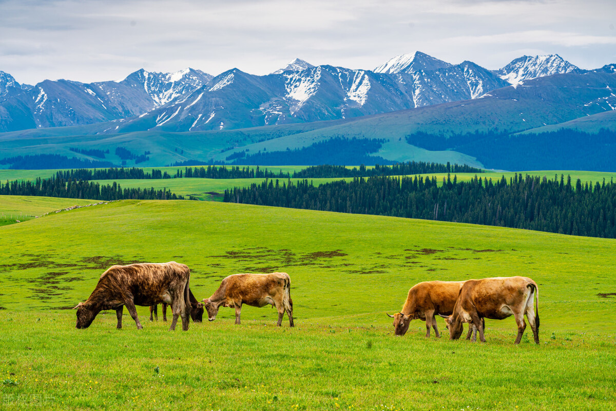 自驾哪里最好玩中国十大自驾游,自驾游5大经典路线自驾游攻略