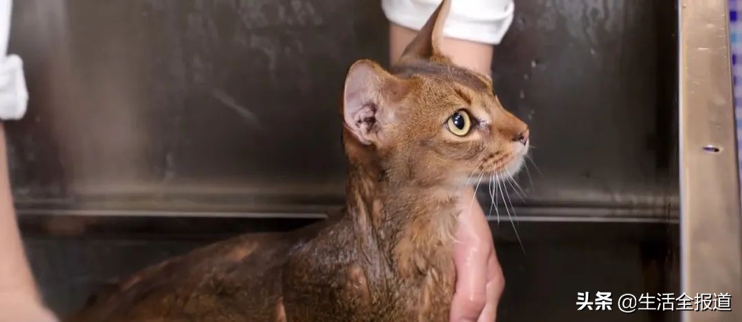 猫咪夏天掉毛严重怎么办,夏季猫咪掉毛严重用什么梳子