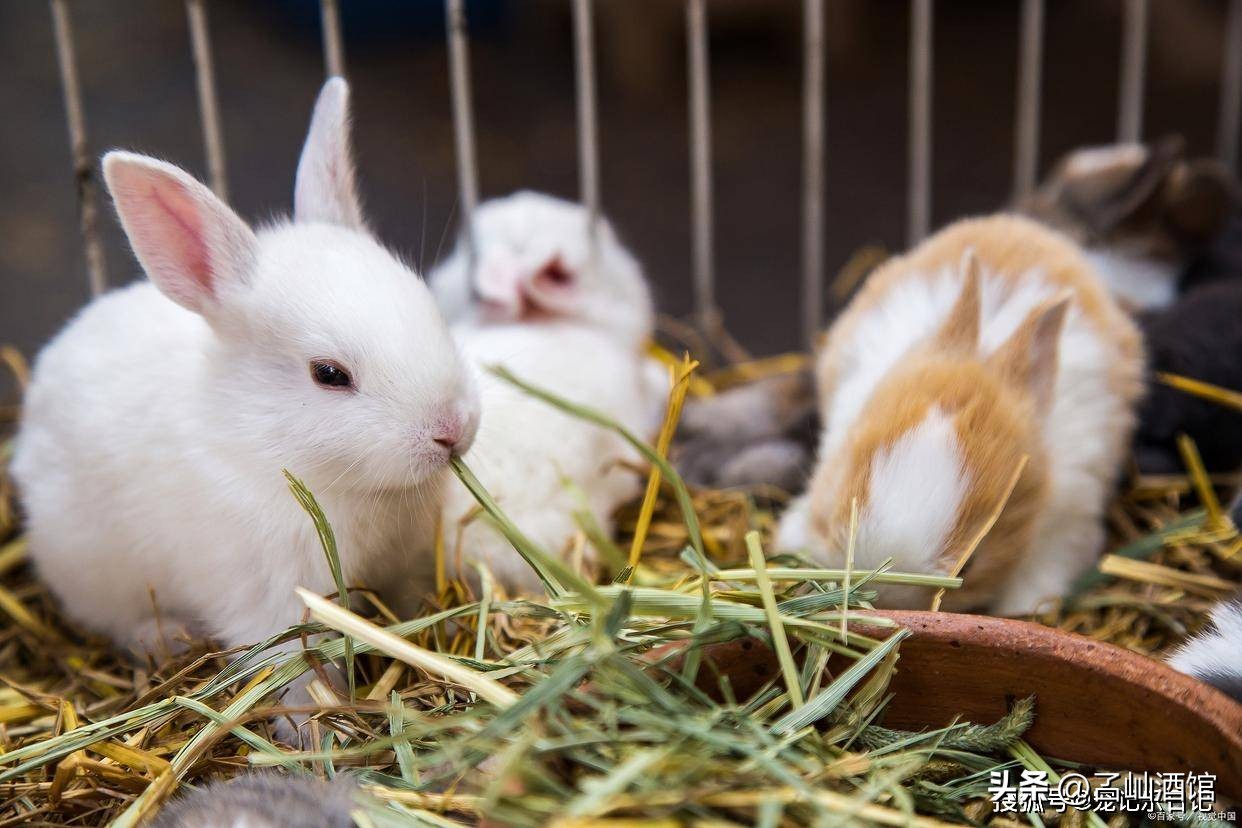 兔子打喷嚏是什么原因,兔子打喷嚏流鼻涕用什么药