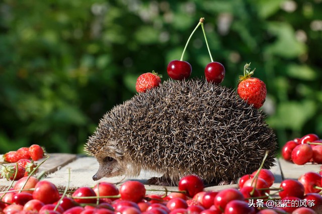 足球与生活感悟经典句子,人生感悟语录足球