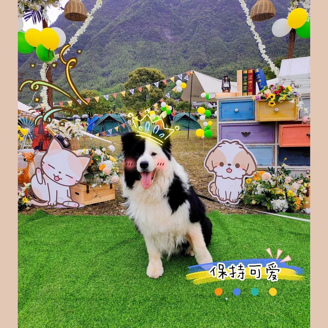 萌宠暴击！对不起我家狗子太萌了，想请你看一下！