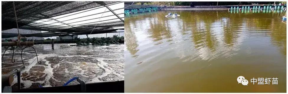 底栖硅藻水养虾好吗,硅藻种有什么作用