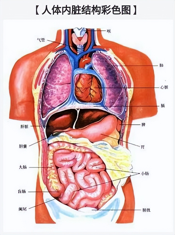 结肠息肉切除止血有哪些方法,直肠息肉切除术止血方法
