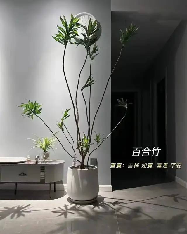 室内绿植软装搭配案例怎么摆,绿植与轻奢结合的软装搭配