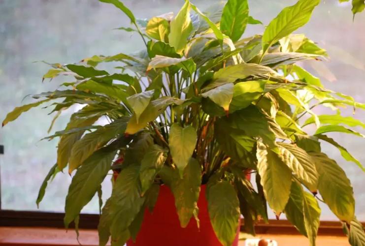 黄叶病如何阻止,黄叶烂根花怎么养最佳图文