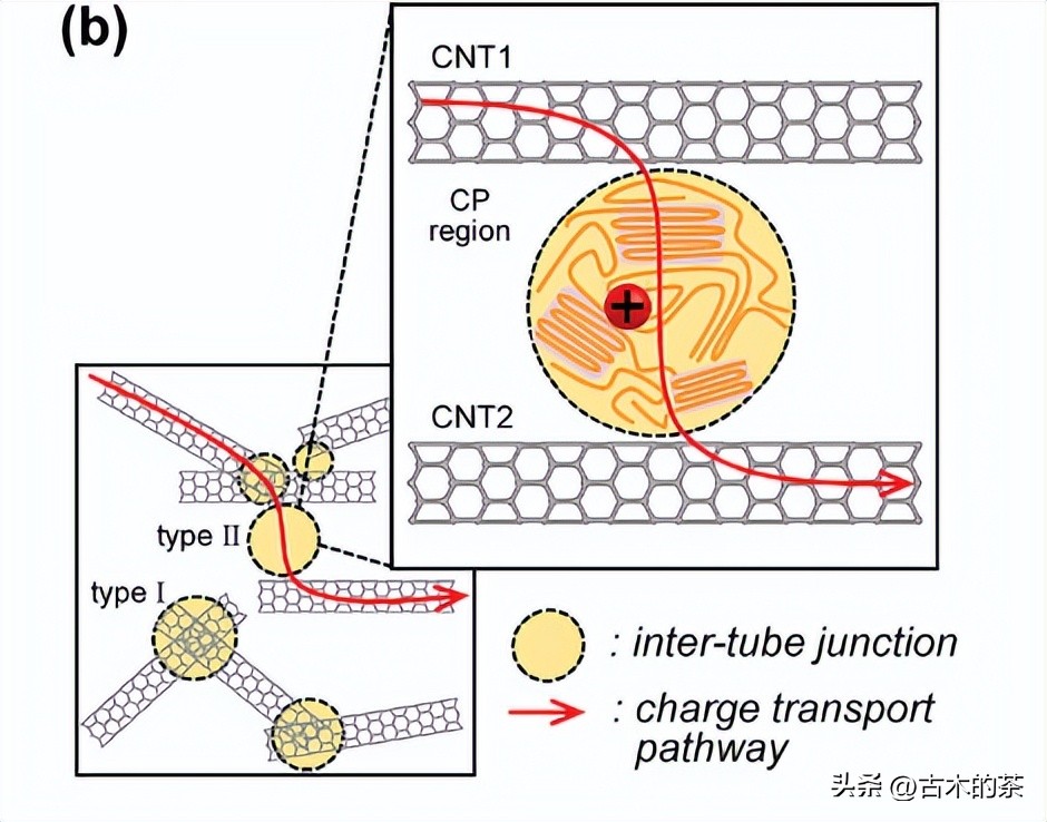 管间连接聚合物结构和形态，对共扼聚合物/碳纳米管的影响