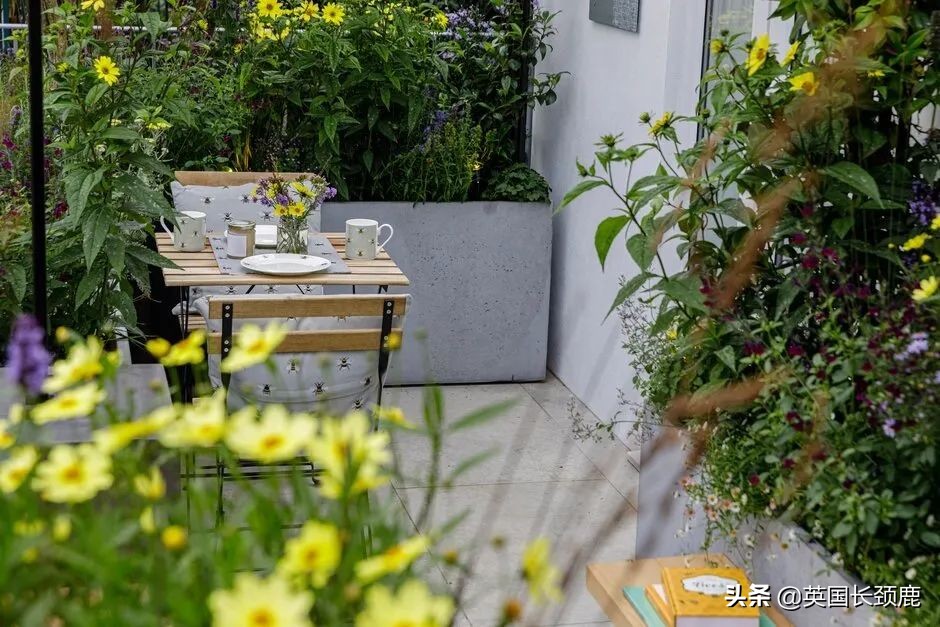 2020年切尔西花展抢先看,2023年切尔西花展