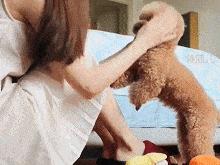 比熊和泰迪哪只最好,比熊vs泰迪哪个最适合学生养