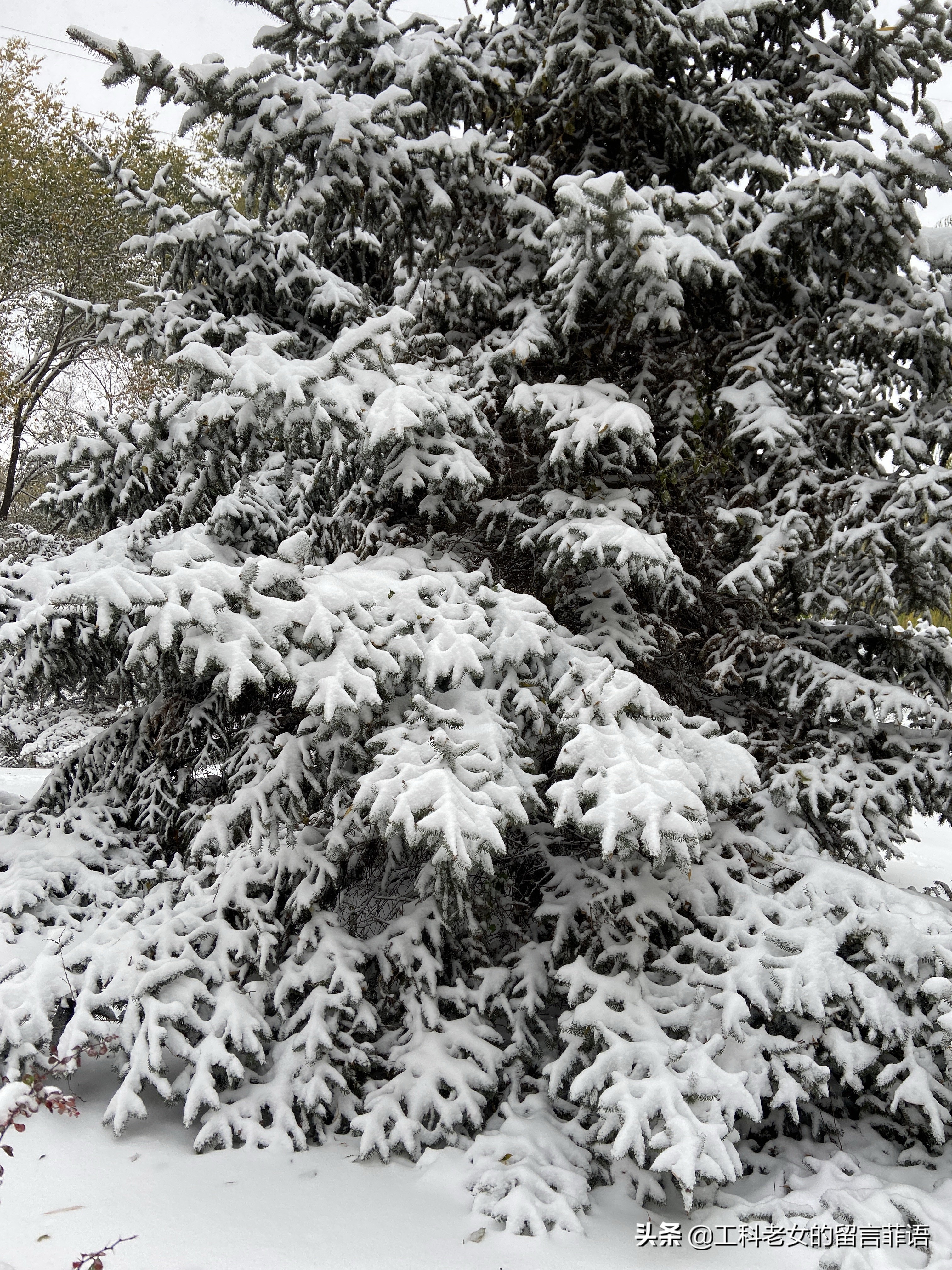 沈阳大雪压塌停车场,沈阳大雪堆雪人