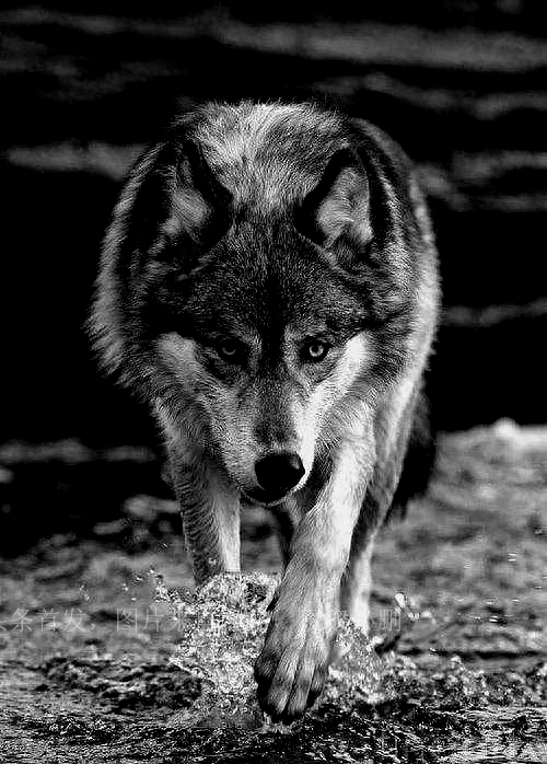 开挖掘机遇到猛兽,挖掘机加满油可以对付狼群么