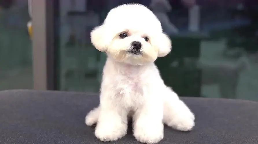 “不想它跟着我过不好的生活”！比熊被遗弃的原因，让人痛心