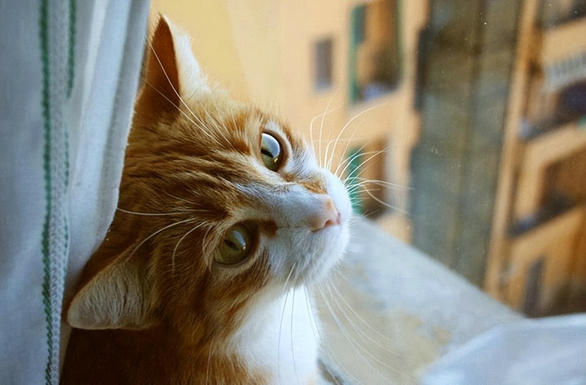 10个月猫骨折用什么药,猫咪骨折怎么帮助自愈