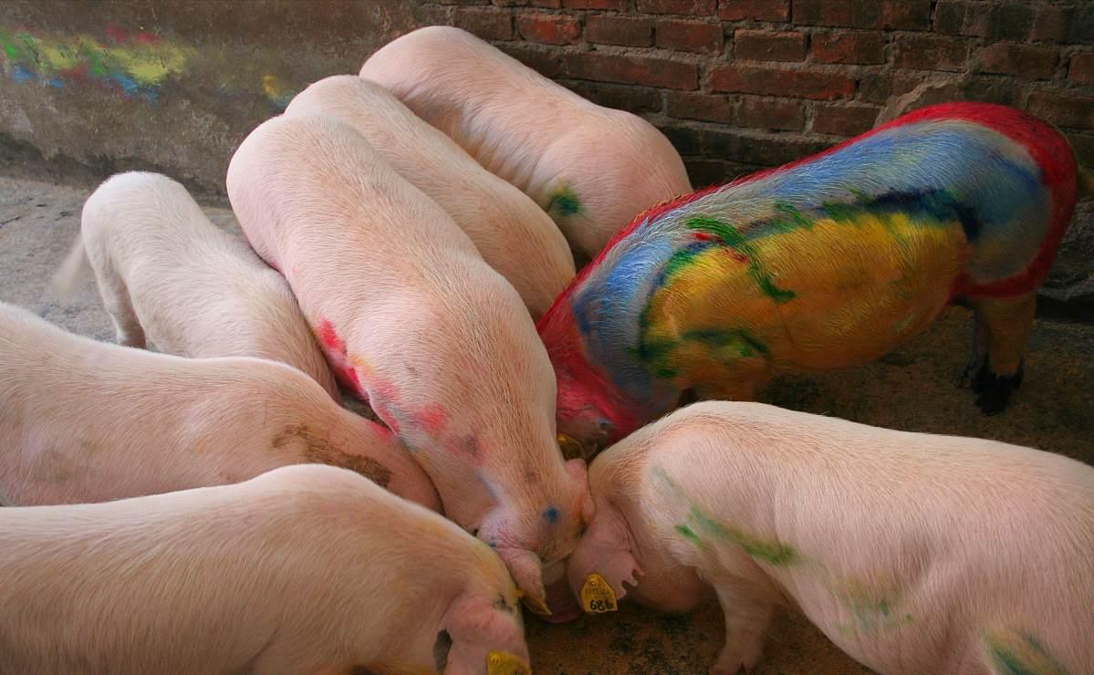 猪价跌到6元养猪赔钱吗,猪价跌到7元养猪赔钱吗