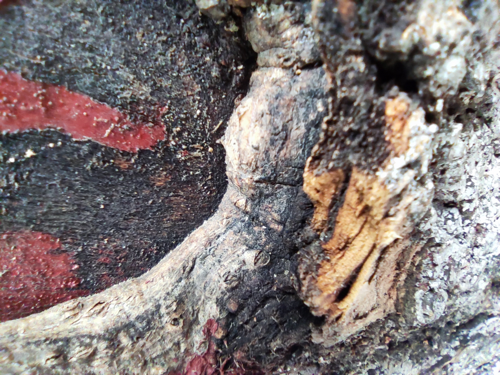 小米高端旗舰小米10上手体验,小米10至尊纪念版小白测评定制版