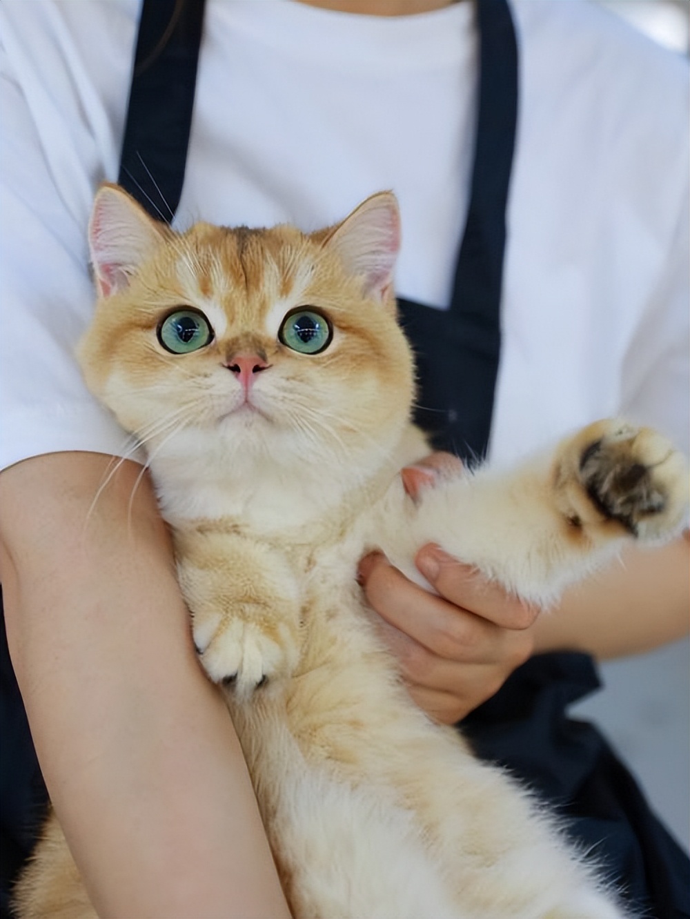 养猫咪最应该养什么猫,养猫首选这5种猫不仅忠诚还好养