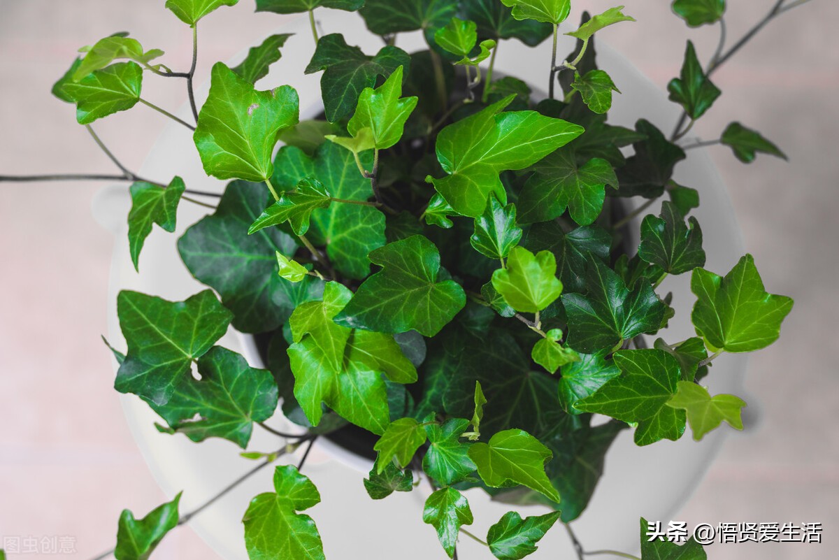 装修房子吸甲醛最好的是什么植物,新房入住有什么植物适合吸甲醛