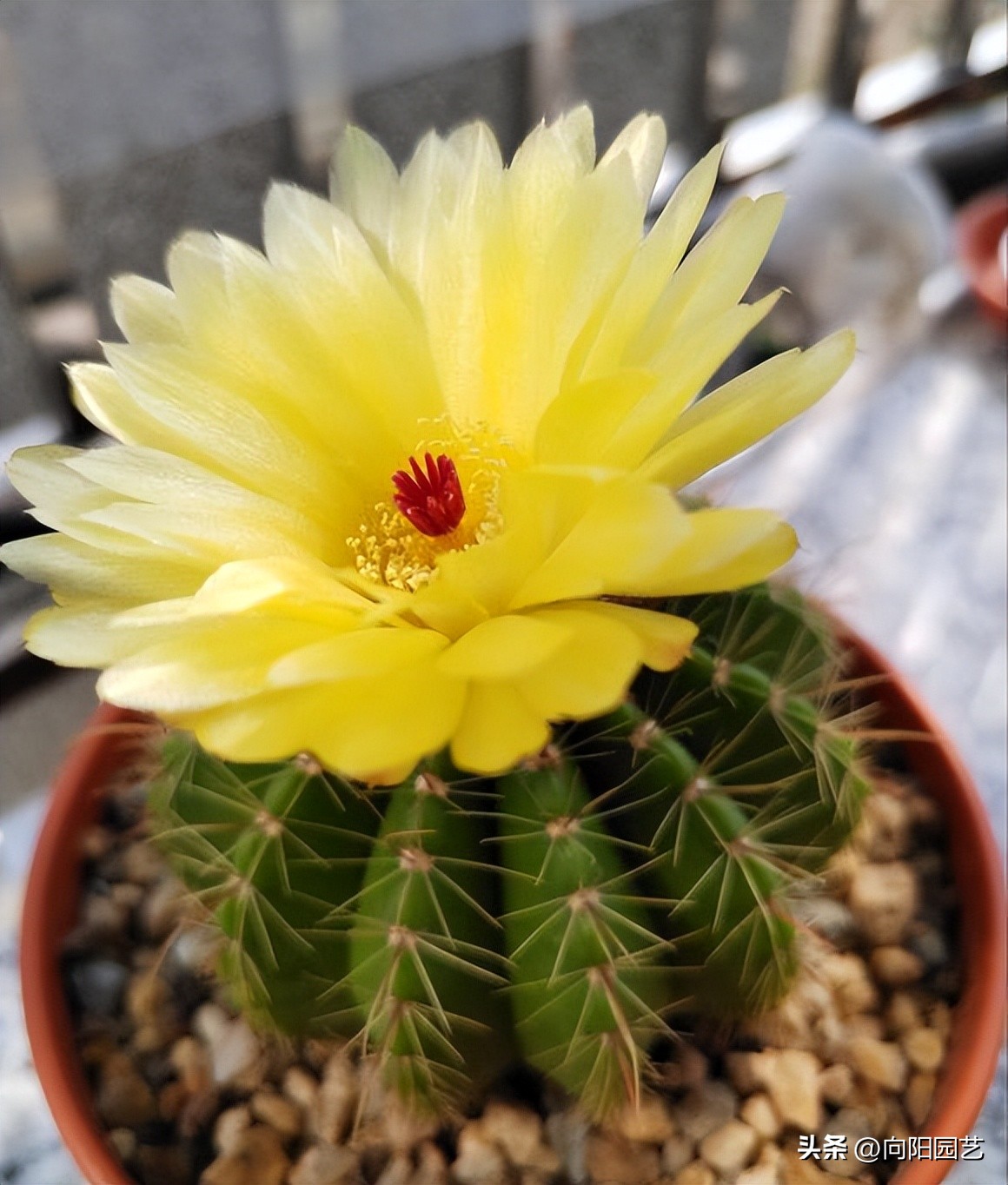 仙人球可以太阳晒吗,仙人球刚买回家要浇水吗