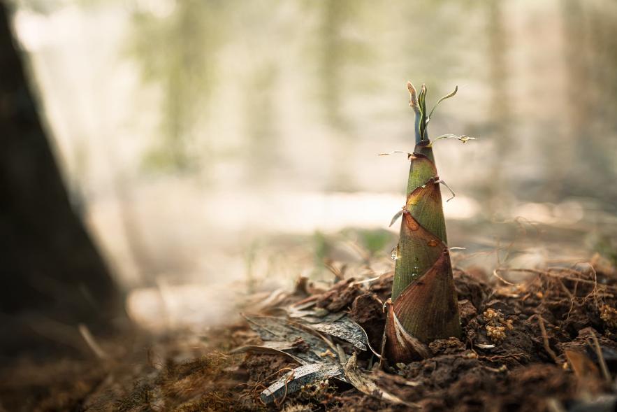 读10首春日诗词充满了希望和力量,最经典早春诗词