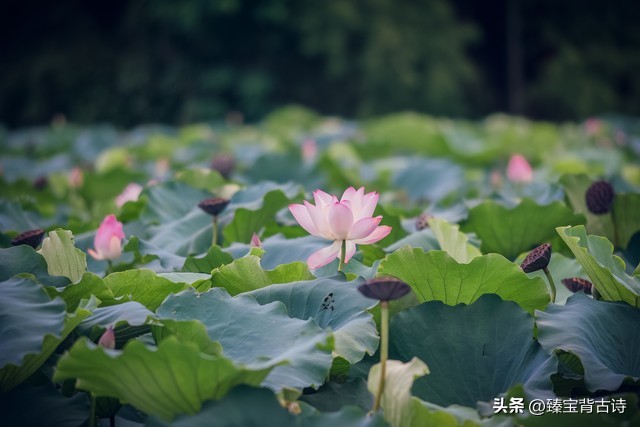 百首夏天绝美诗词荷花,映日荷花别样红赞美荷花的诗句