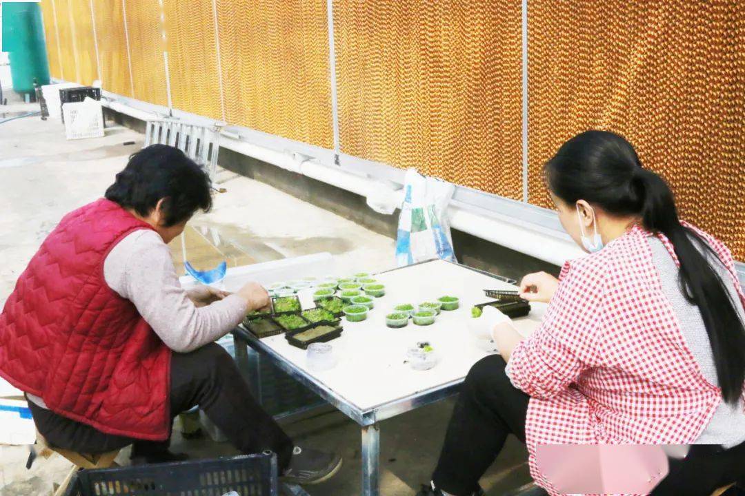 造景水草养殖一亩利润多少,老缸生态养鱼造景