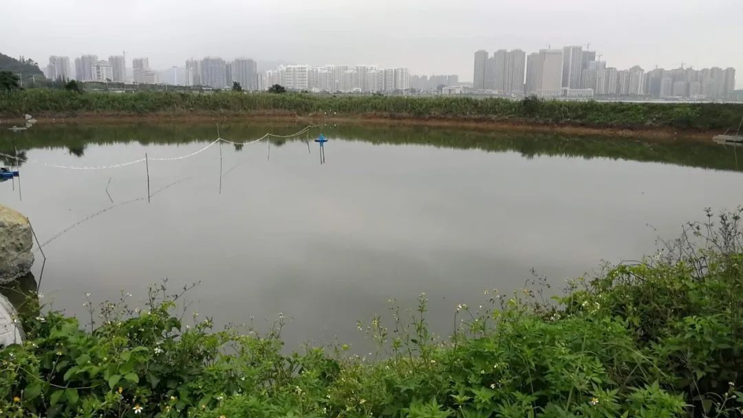 湿地保护公益诉讼典型案例,最高检河道治理公益诉讼典型案例