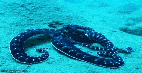 章鱼到底是地球生物还是外星生物,章鱼是外星生物竟然有三颗心脏