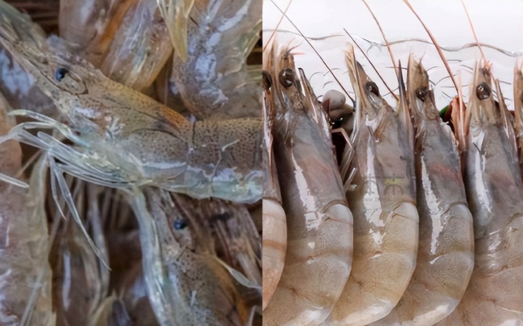 虾背上的虾线吃了会怎么样,虾线是虾的粪便吗可以吃吗