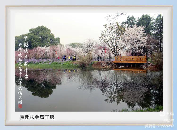 百花园（十六）樱蕾暗香溢