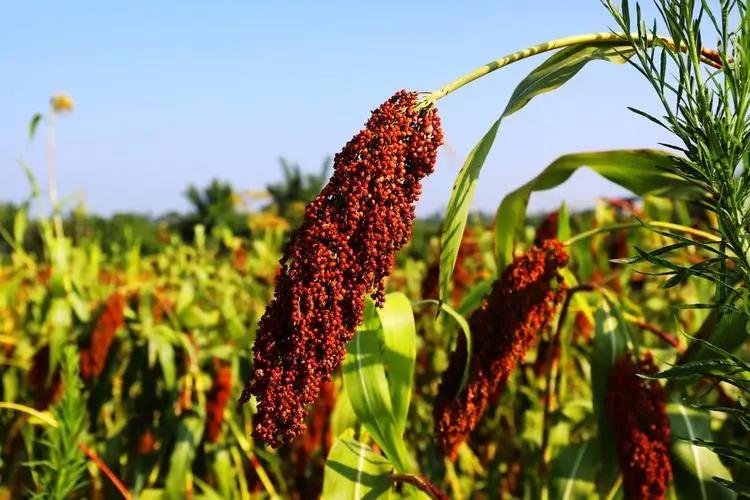 通过酒瓶自带信息能判断酒质吗,怎么认识酒瓶上的标签是纯粮食酒