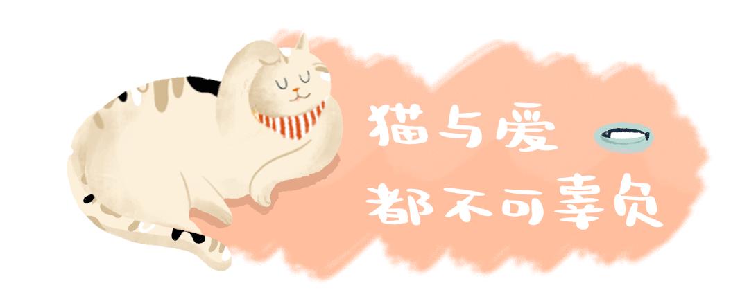 两只猫打架喵星人殊死搏斗满嘴毛,两只猫打架互拔胡子