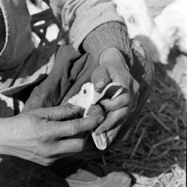 鐧鹃笩楦ｆ槬楂樻竻鍥剧墖,鐧鹃笩楦ｆ槬椋庢櫙瑙嗛