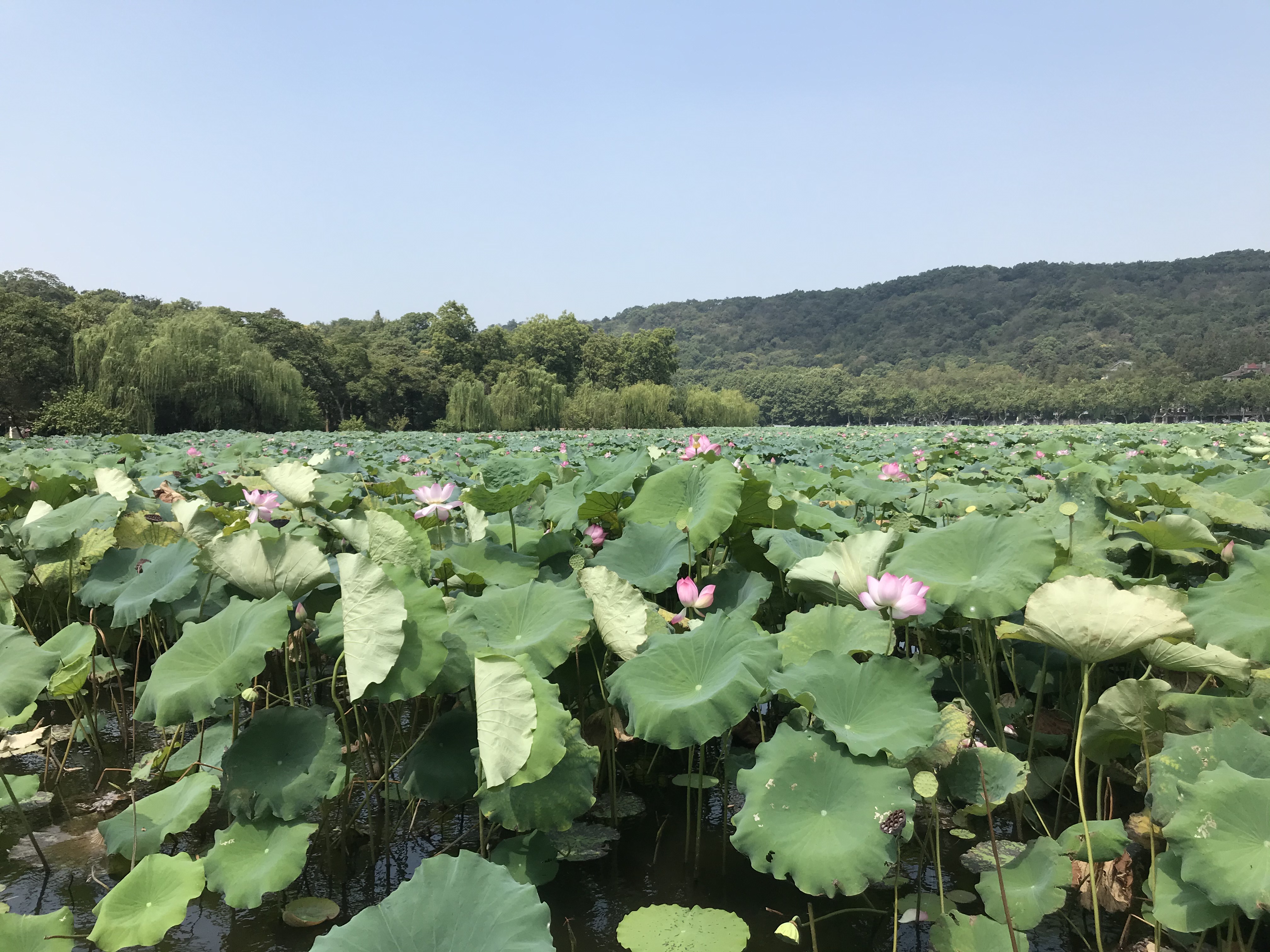 烈日炎炎赏荷花清凉一夏,京郊赏荷领略夏日之美