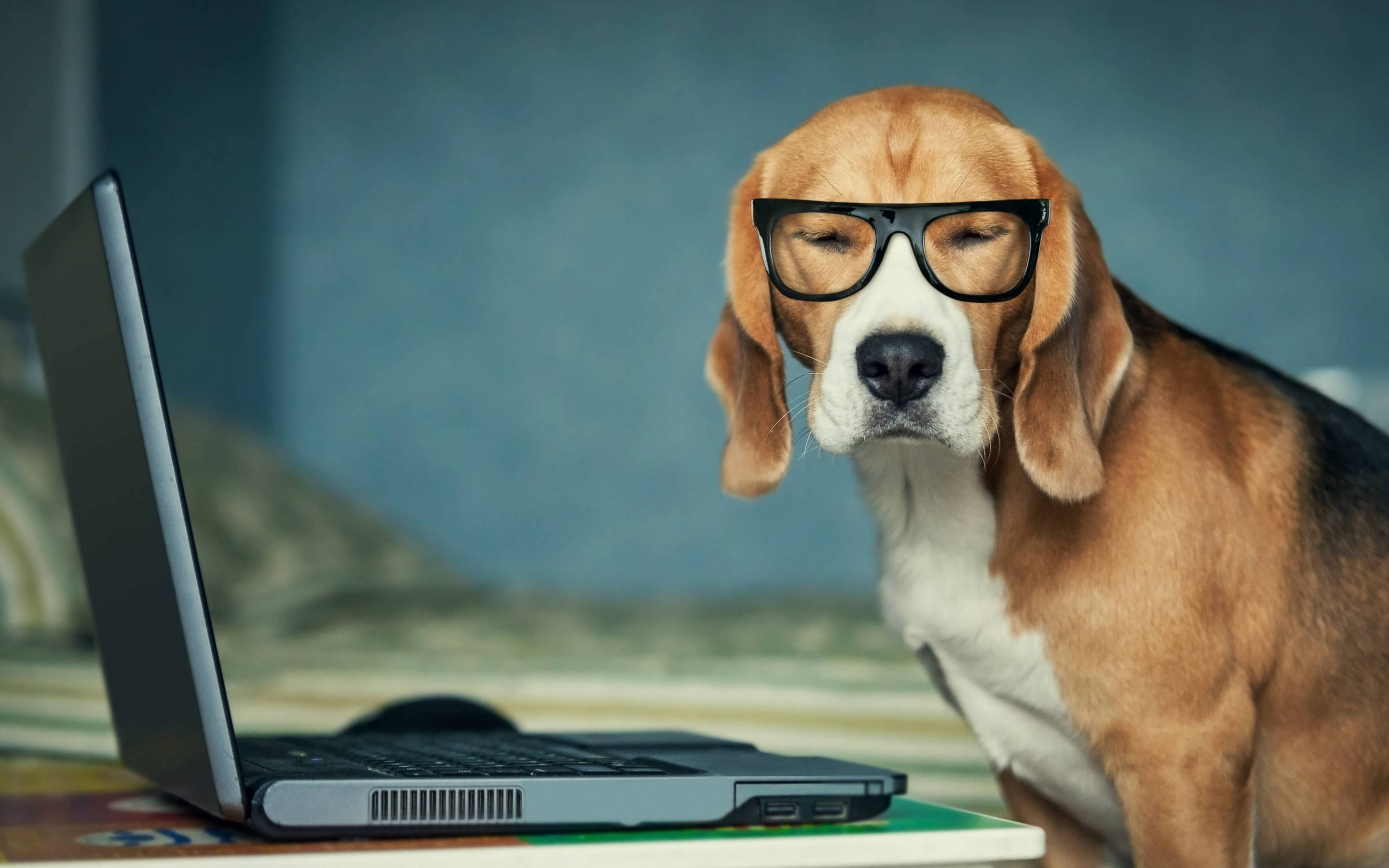 狗狗就是因为压力过大而出现问题,狗狗晚上像狼一样嚎叫是怎么回事