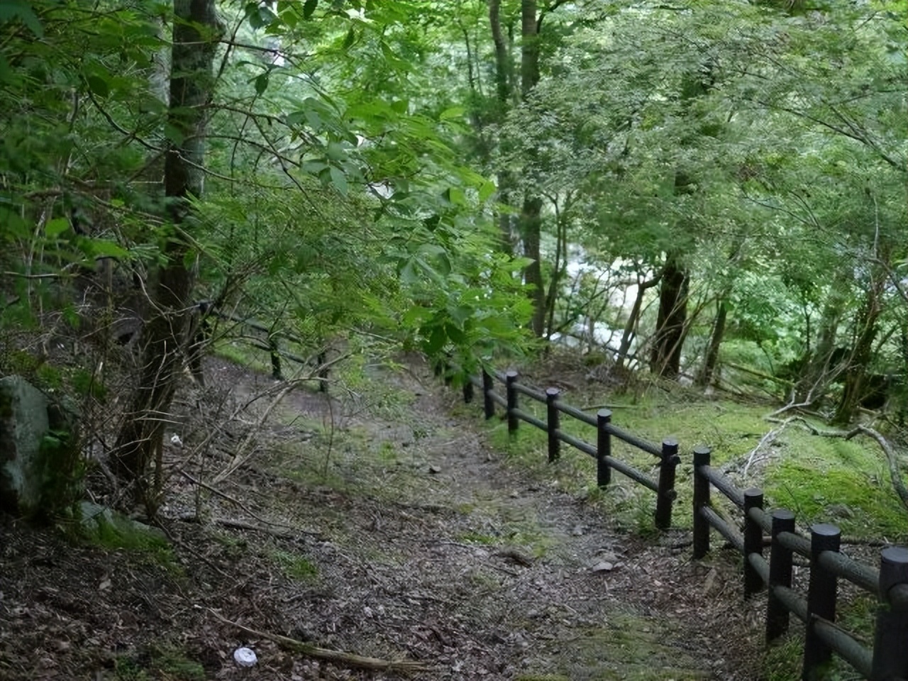 日本伊豆七彩神仙鱼,伊豆在日本哪个县