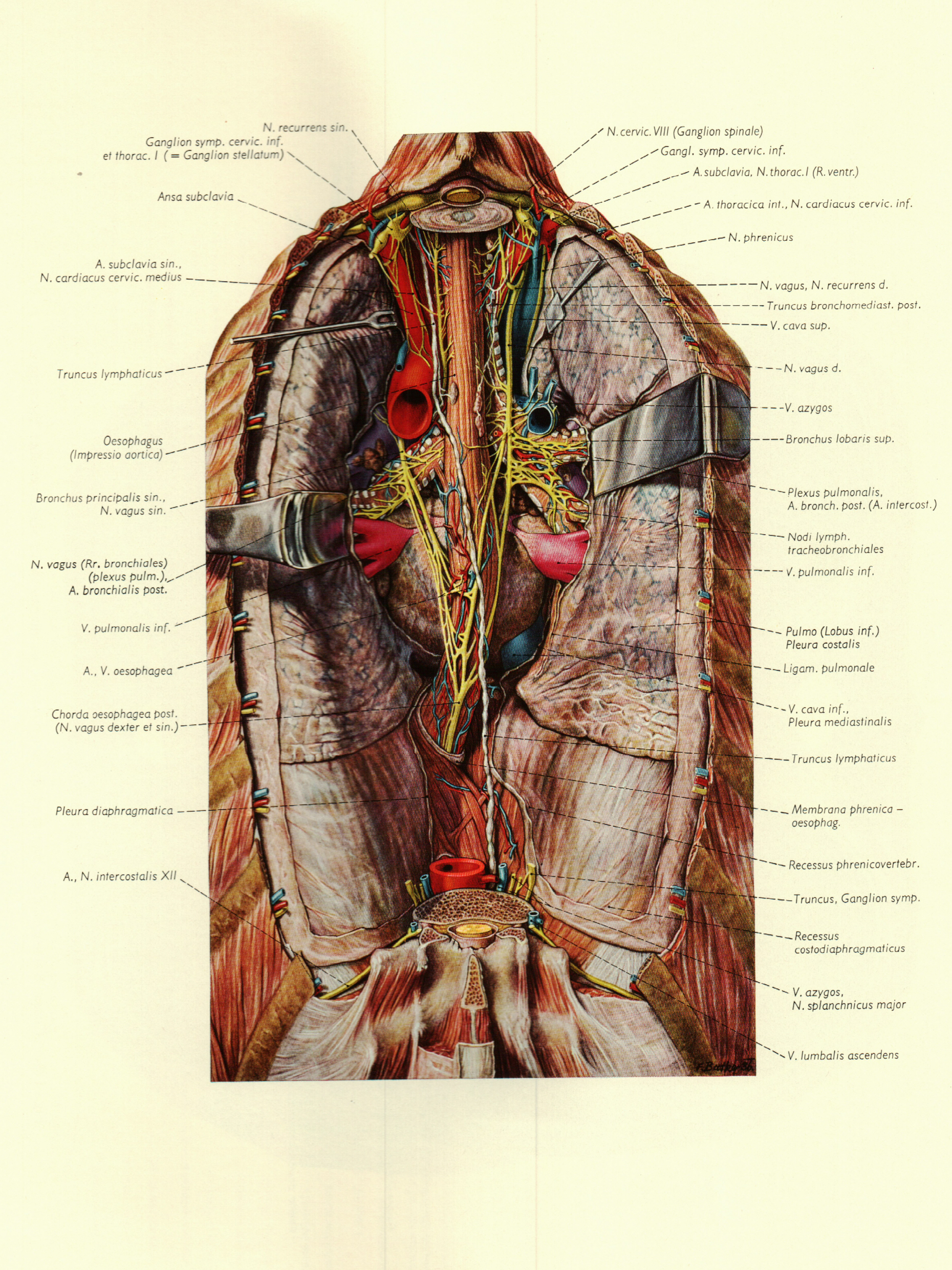 最全人体解剖图建议收藏,人体解剖图内脏器官位置图清晰
