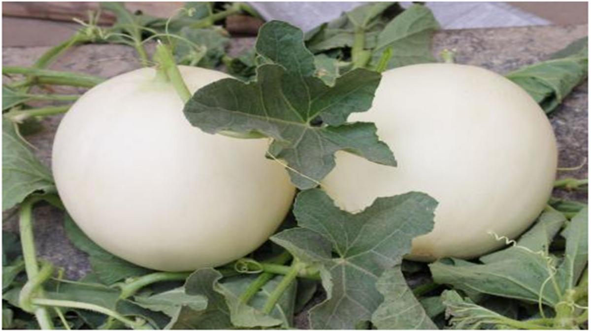 买香瓜是白绿皮还是黄皮好,香瓜选瓜脐凸出来的还是凹进去的