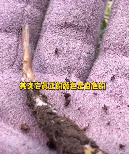 西藏虫草挖了一窝 (青海挖出最大虫草)