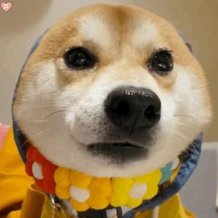 养狗品种推荐大型犬颜值高,北美养狗必备品种狗狗排行