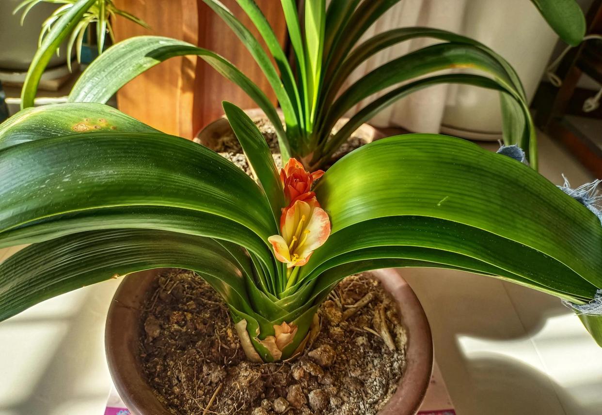 君子兰催花期可以用花多多12号吗,君子兰催花用什么最好养