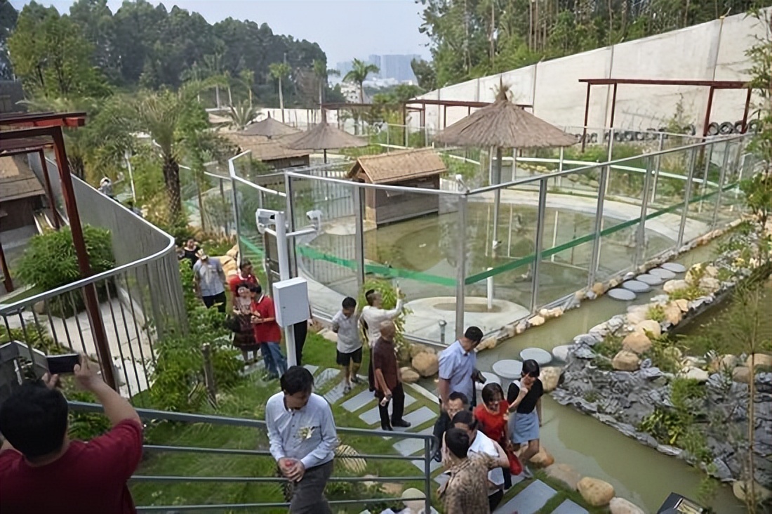 小伙靠养龟年度百万,男子靠三只病龟赚了6000万