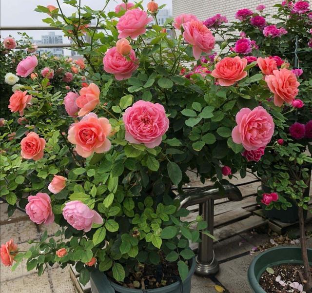 家里不能养的10种花,家里不能养的四种花