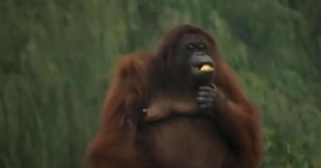 动物园大猩猩健身,大猩猩吃东西变瘦