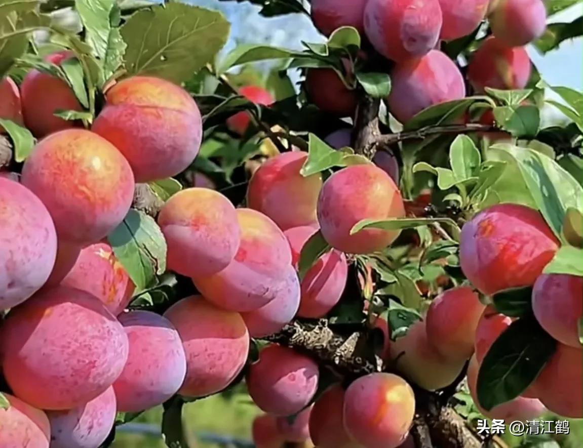 常用植物生长调节剂正确使用方法,植物调节剂喷后几个小时见效果