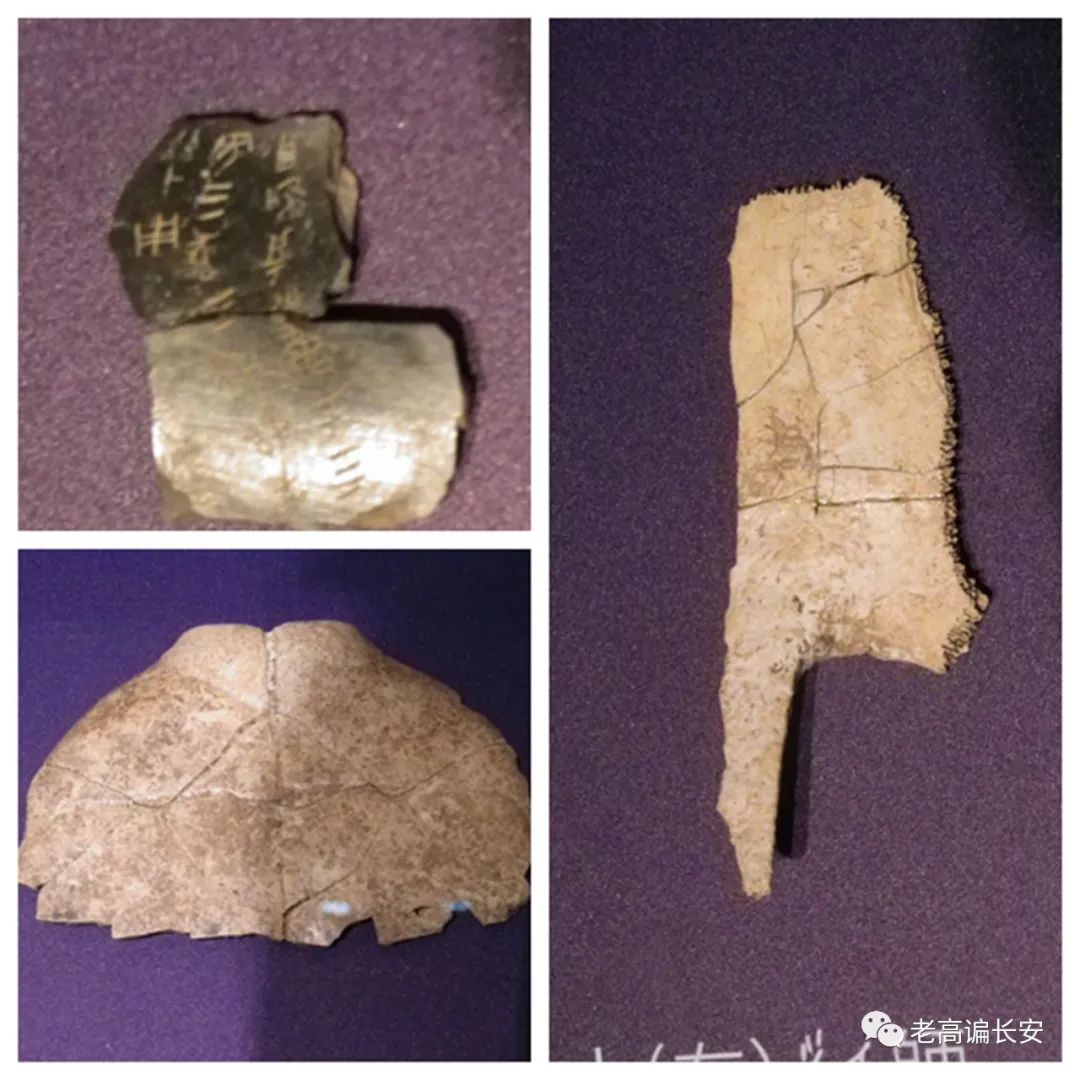 陕西考古博物馆几点放号,陕西考古博物馆门票预约