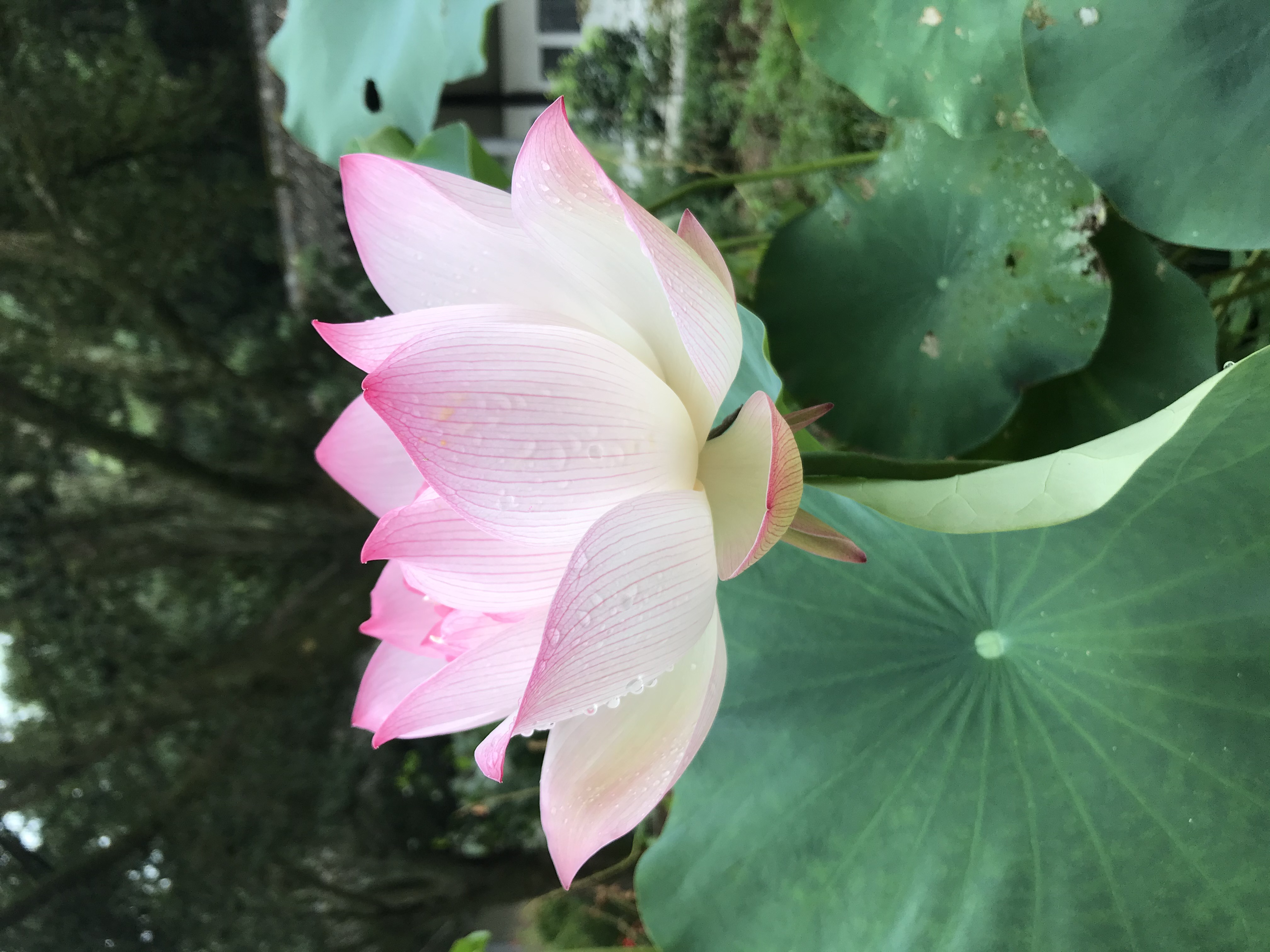 烈日炎炎赏荷花清凉一夏,京郊赏荷领略夏日之美