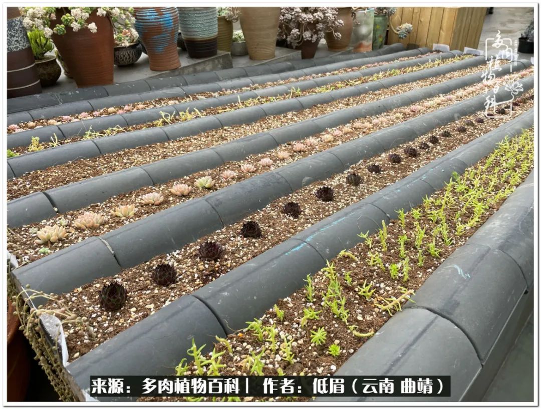 养了8年的多肉,养了七年多肉