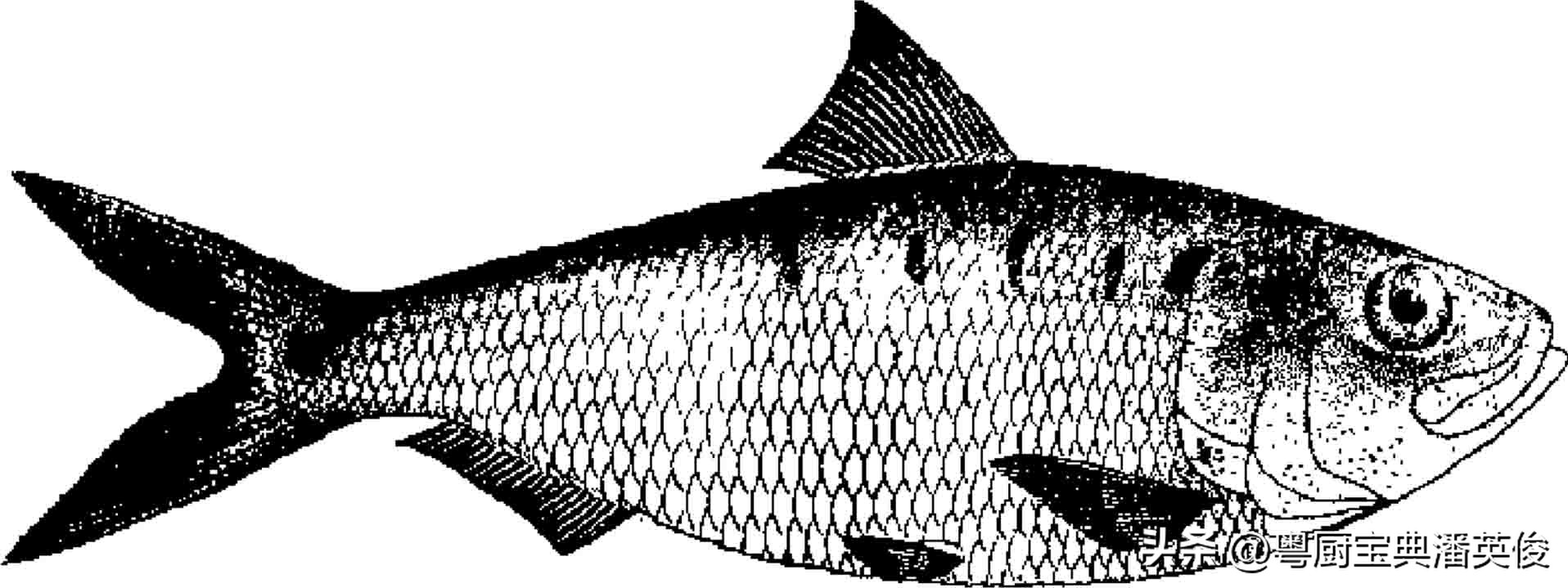 秋季时令鲥鱼,新鲜鲥鱼小知识