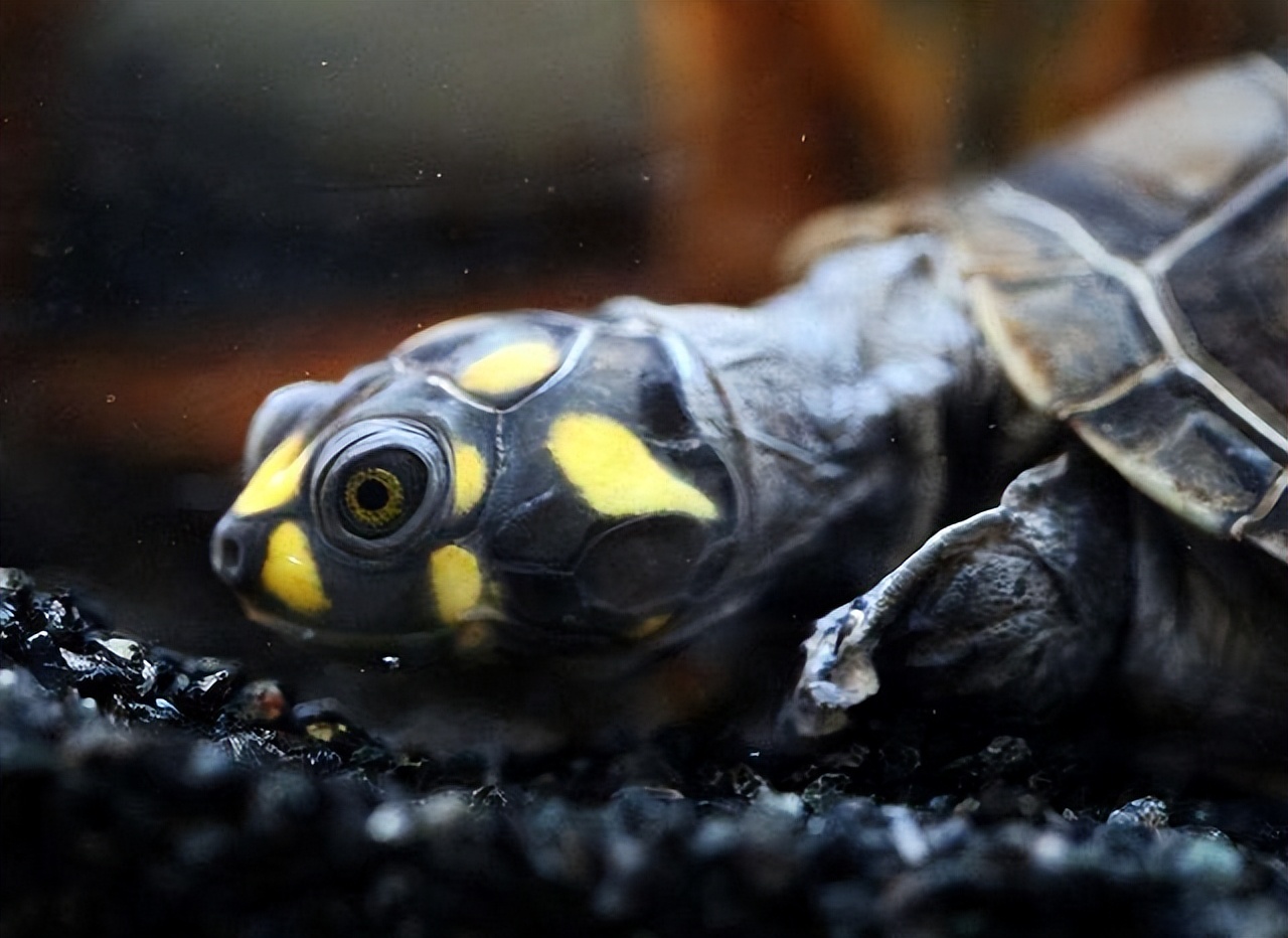 黄头侧颈龟饲养方法和注意事项,黄头侧颈龟长大怎么变黑色了